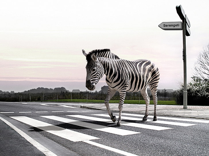 zebra animal, animals, humor, digital art, zebras, road, path, cross, HD wallpaper