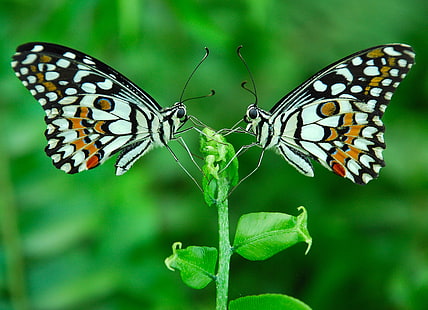 two white-and-black butterflies on leaf, HARMONY, white, black butterflies, leaf, Nikon  D80, butterfly, symmetry, love nature, COTC, Animal Planet, green, pattern, insects, closeup, macro, Fav, Twins, incredible india, b  18, HELLUVA, Doss, Natures, Gallery, Nikon D80, Nikon DSLR, Nikonian, Indian, Photographers, Zero, mm, photography, insect, nature, butterfly - Insect, animal, animal Wing, wildlife, beauty In Nature, close-up, multi Colored, summer, HD wallpaper HD wallpaper