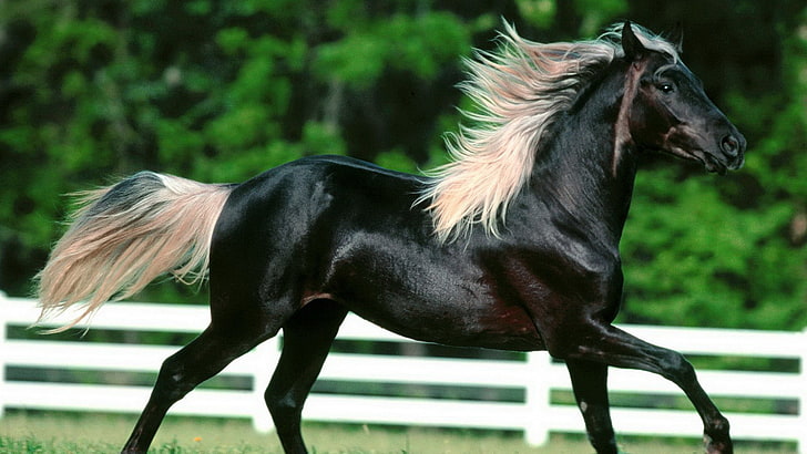 Fotos de caballos HD fondos de pantalla descarga gratuita | Wallpaperbetter