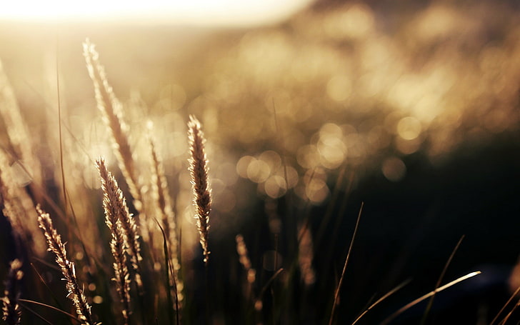 кафява трева, колоски, природа, боке, слънчева светлина, HD тапет