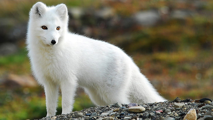 cão branco de pêlo curto, natureza, animais, raposa, raposa do ártico, HD papel de parede