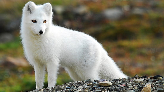 cão branco de pêlo curto, natureza, animais, raposa, raposa do ártico, HD papel de parede HD wallpaper