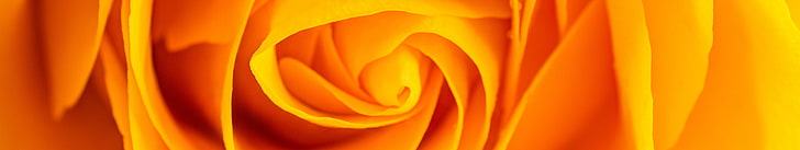 red and yellow floral textile, flowers, orange, yellow, nature, plants, rose, spiral, HD wallpaper