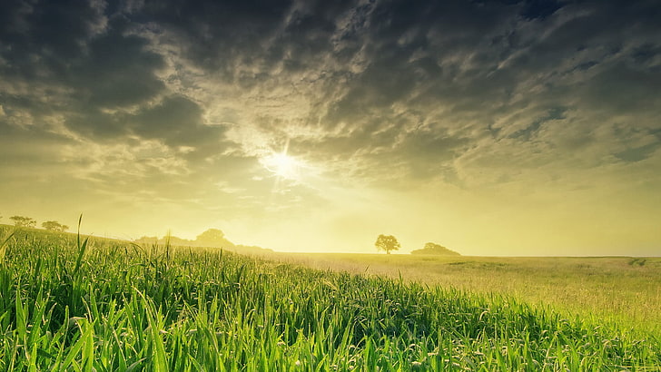 nature, farming, field, grass, grassland, wheat, rural, meadow, landscape, farm, cloud, countryside, country, sky, horizon, agriculture, summer, cloudy, spring, clouds, sun, weather, lawn, plain, cereal, outside, land, pasture, plant, sunlight, outdoor, season, crop, cloudscape, scene, scenic, scenery, environment, clear, sunny, HD wallpaper