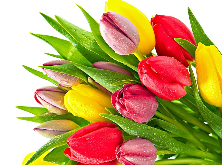 tulipanes rosados ​​y amarillos, tulipanes, flores, brillante, manojo, gota, frescura, Fondo de pantalla HD