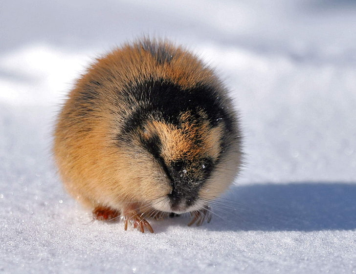 brown and black animal, lemming, arctic char, snow, winter, HD wallpaper