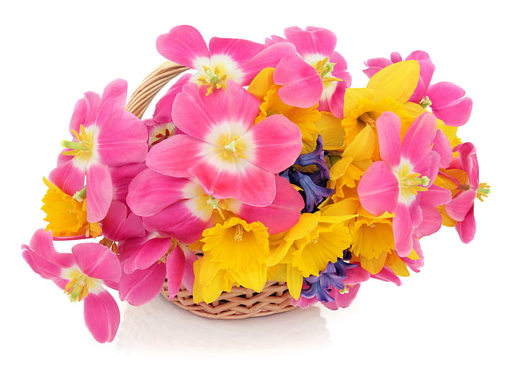Jacintos Flores, jacintos, tulipas, muitos, narcisos, tulipas, cesta de vime, HD papel de parede