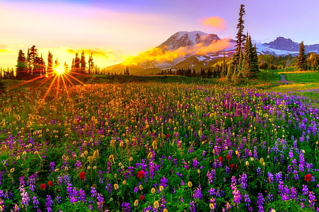 Земя, пролет, цветни, поле, цвете, пейзаж, ливада, планина, залез, диви цветя, HD тапет HD wallpaper