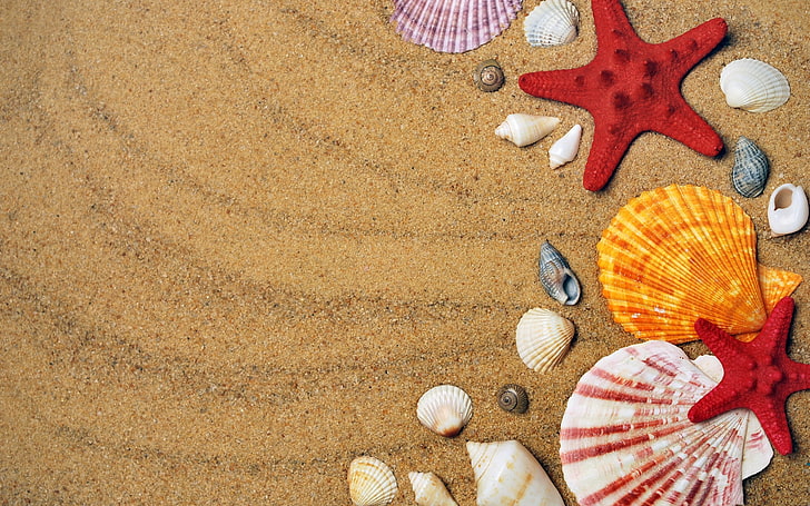 sable, évier, coquille Saint-Jacques, coquille, étoile de mer, Fond d'écran HD