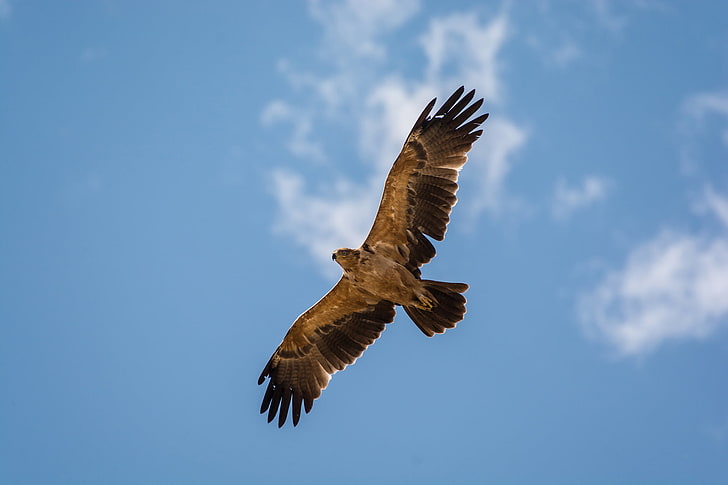 brown and black eagle, the sky, clouds, flight, hawk, blue sky, HD wallpaper
