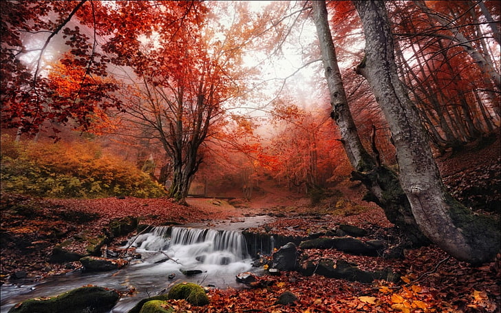 red leaf trees, untitled, nature, landscape, fall, mist, forest, leaves, creeks, red, trees, morning, HD wallpaper