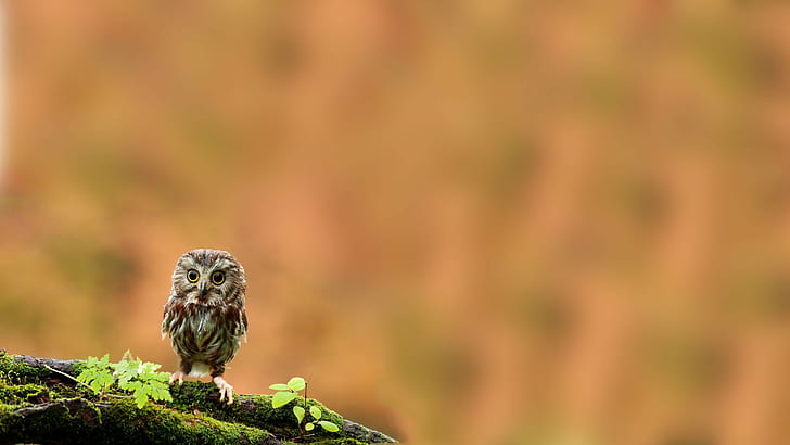animals branch moss birds owl, HD wallpaper