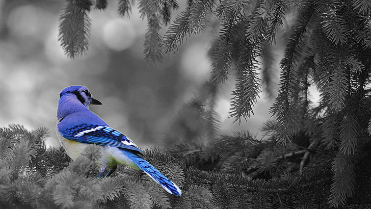 coloración selectiva, animales, pájaros, arrendajos azules, Fondo de pantalla HD