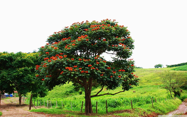 Carta da parati della foto della Santa Rita Brasile-HD, albero frondoso verde e arancione, Sfondo HD