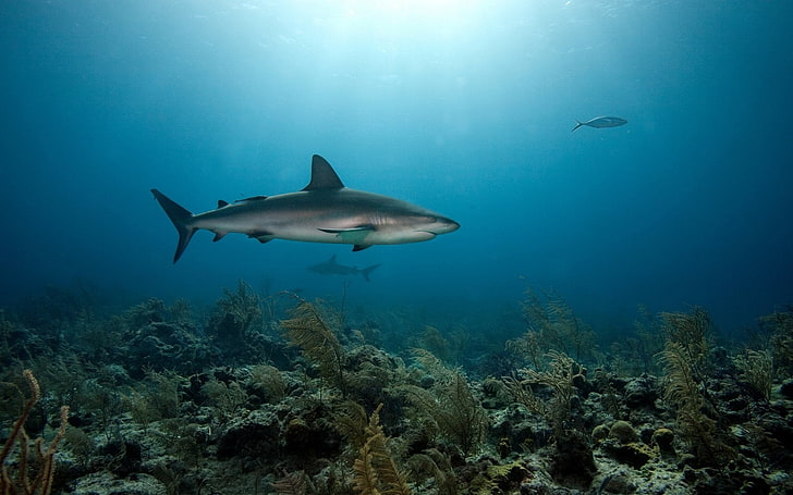 papel tapiz digital tiburón gris, tiburón, animales, coral, Fondo de pantalla HD