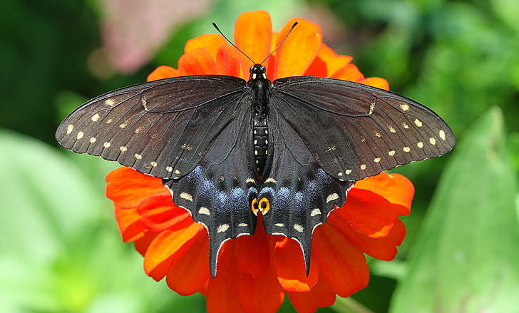 Страхотна мормонова пеперуда върху оранжево оцветено цвете през деня, лястовича опашка, лястовича опашка, Черна лястовича опашка, Голяма мормон, пеперуда, оранжево, цвете, дневна, Северна Каролина, окръг Ричмънд, насекомо, пеперуда - насекомо, природа, животно Крило, животно, лято, мулти Цветни, отблизо, красота в природата, макро, HD тапет