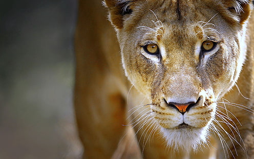 brown lioness, lioness, face, eyes, predator, HD wallpaper HD wallpaper