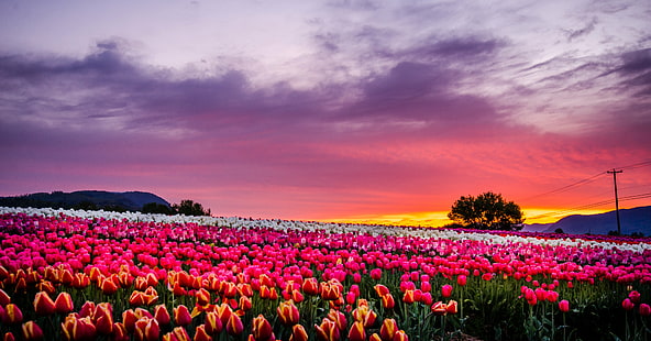 różowe tulipany podczas złotej godziny, tulipan, tulipan, wschód słońca, różowy, tulipany, złota godzina, Abbotsford, farma, kolorowy, pejzaż, genialny British Columbia, jasny, wiosna, pola, Nikon D7000, natura, kwiat, czerwony, pole, wiosna, roślina, piękno natury, na dworze, lato, wielokolorowy, niebo, światło słoneczne, różowy kolor, zachód słońca, żółty, scena wiejska, kwiat Głowa, Tapety HD HD wallpaper