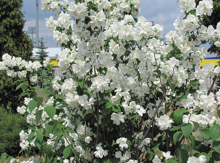weiße Rosenblüten, Jasmin, Blüten, Zweige, Sträucher, Frühling, HD-Hintergrundbild