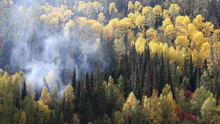 緑の葉の木、自然、風景、木、森、秋、霧、シベリア、ロシア、鳥瞰図、松の木、 HDデスクトップの壁紙