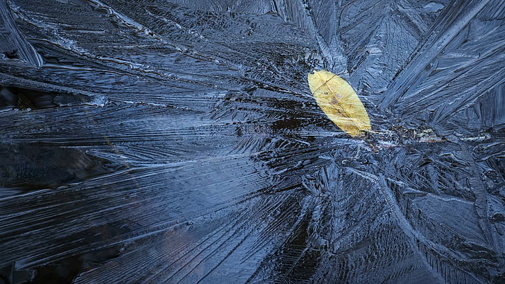 simple, blue, ice, frost, leaves, fallen leaves, HD wallpaper