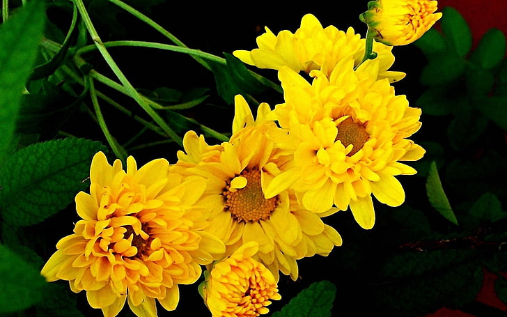 yellow flowers, chrysanthemum, bouquet, yellow, green, HD wallpaper