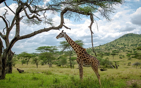 giraffe standing in front of the tre, animals, giraffes, mammals, wildlife, savannah, HD wallpaper HD wallpaper