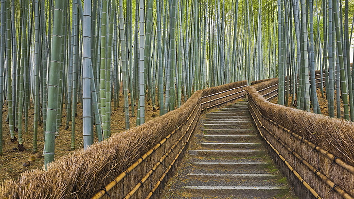 bamboo lot, fence, bamboo, Japan, Kyoto, path, HD wallpaper
