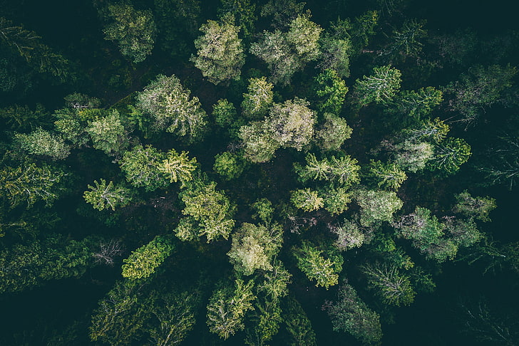pemandangan, hutan, kayu, foto drone, Wallpaper HD