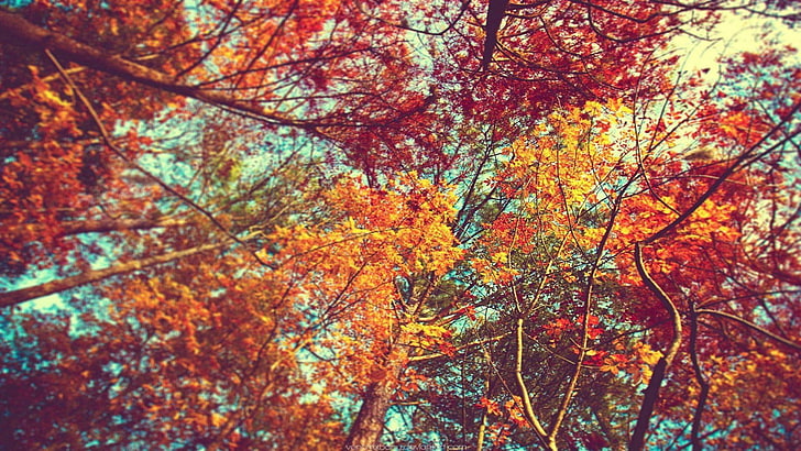 شجرة القيقب ، الأشجار ، الأوراق ، الملونة ، الفرع ، الخريف ، النباتات ، الطبيعة، خلفية HD