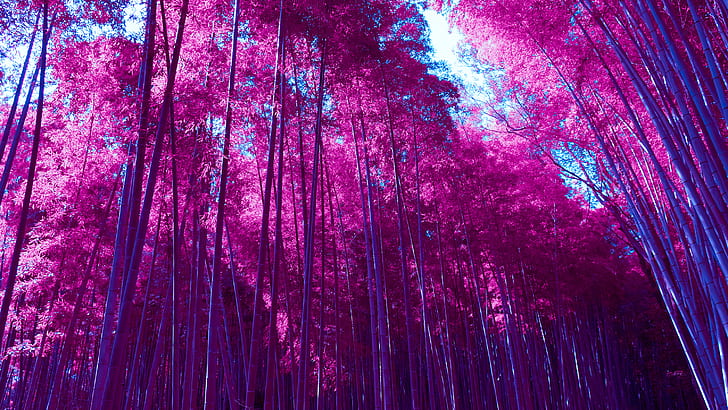 Infrared Arashiyama Bamboo Grove Forest, Forest, Bamboo, Infrared, Arashiyama, Grove, HD wallpaper