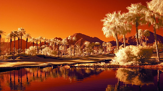 infraröd fotografering, palm fjädrar, effekter, kalifornien, usa, usa, surrealistiskt, infrarött, fotografi, otroligt, reflekterat, reflektion, palmer, landskap, HD tapet HD wallpaper