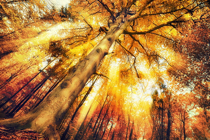 musim gugur, gugur, foilage, lanskap, daun, daun, alam, pohon, Wallpaper HD