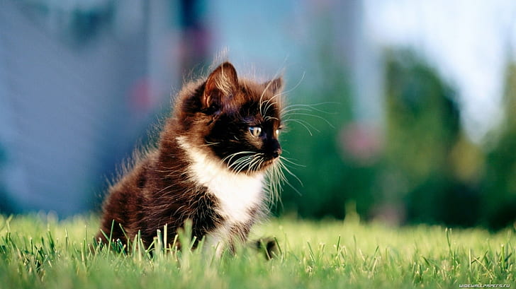 Cat Kitten Grass HD, djur, katt, gräs, kattunge, HD tapet