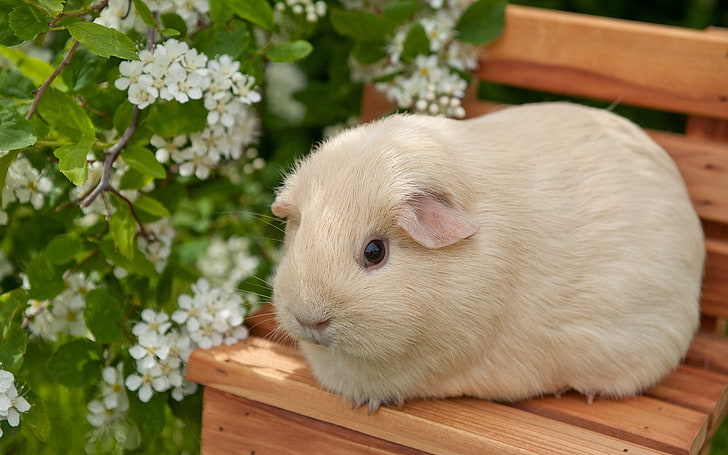 beige guinea pig, guinea pig, flowers, bench, sit, HD wallpaper