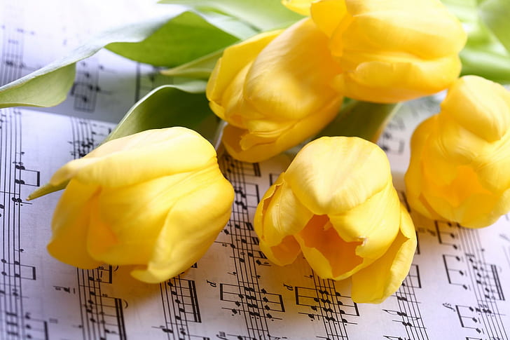 Tulips, yellow tulips, yellow, cool, tulip, harmony, flower, nice, tulips, beautiful, music, flowers, photography, elegantl, HD wallpaper