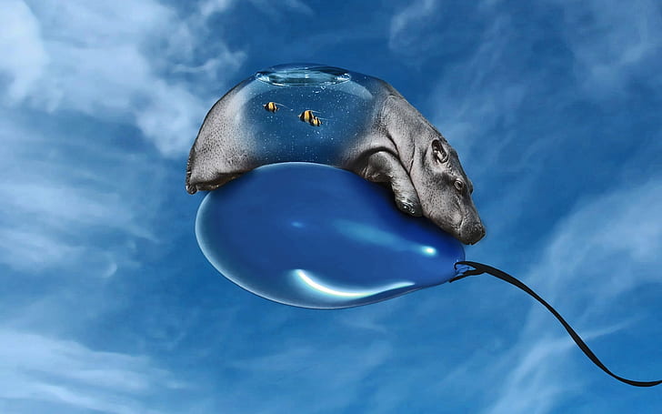 Animal on Balloon, gray hippopotamus, HD wallpaper