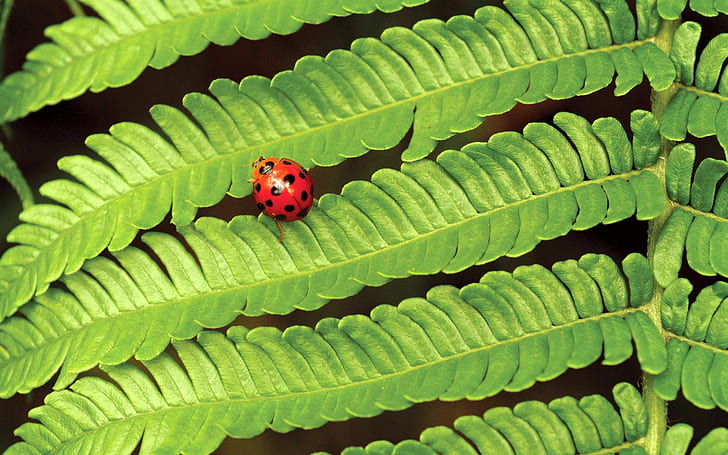 Spring green meninggalkan ladybug, lady bud, Spring, Green, Leaves, Ladybug, Wallpaper HD