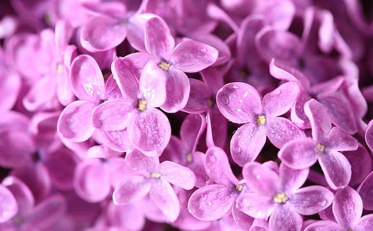 Lilac Flowers Macro, flor de pétalos de color púrpura, Naturaleza, Flores, Macro, Lila, Fondo de pantalla HD