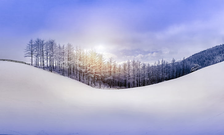 salju menutupi pohon-pohon halus, salju, musim dingin, musim, pemandangan, Wallpaper HD
