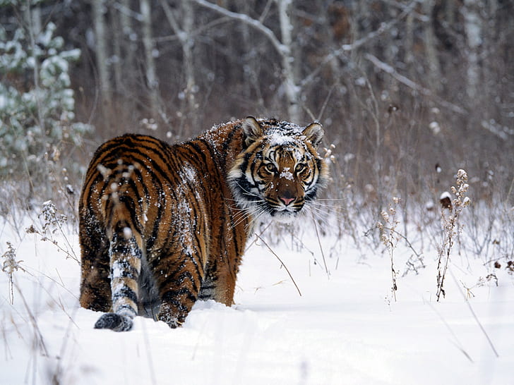 Tiger in Snow, tiger, snow, HD tapet