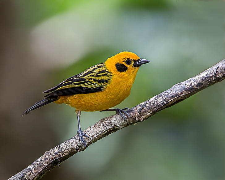 shallow depth of field photo of yellow and black bird perching on the branch of tree, tanager, tanager, Golden Tanager, depth of field, photo, yellow, black bird, branch, tree, Lens, bird, animal, wildlife, nature, animals In The Wild, beak, outdoors, perching, bird Watching, HD wallpaper