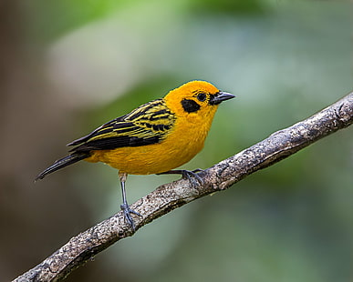 shallow depth of field photo of yellow and black bird perching on the branch of tree, tanager, tanager, Golden Tanager, depth of field, photo, yellow, black bird, branch, tree, Lens, bird, animal, wildlife, nature, animals In The Wild, beak, outdoors, perching, bird Watching, HD wallpaper HD wallpaper