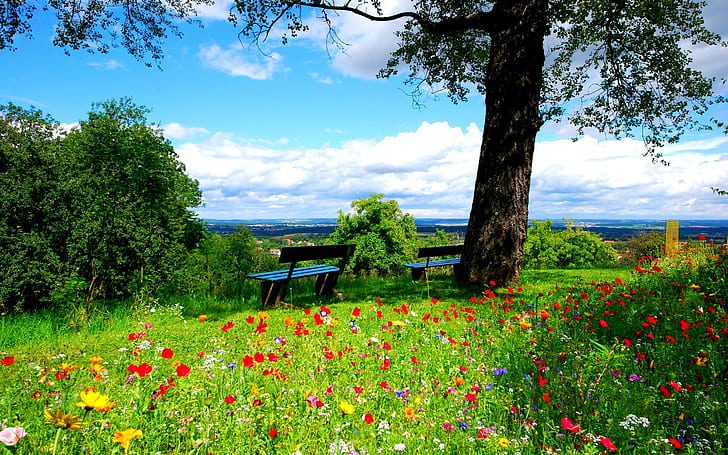 Trees, Benches, Flowers, Nature, HD wallpaper