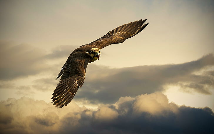 Bird Sky Eagle Flight, faucon brun, oiseau, aigle, vol, Fond d'écran HD