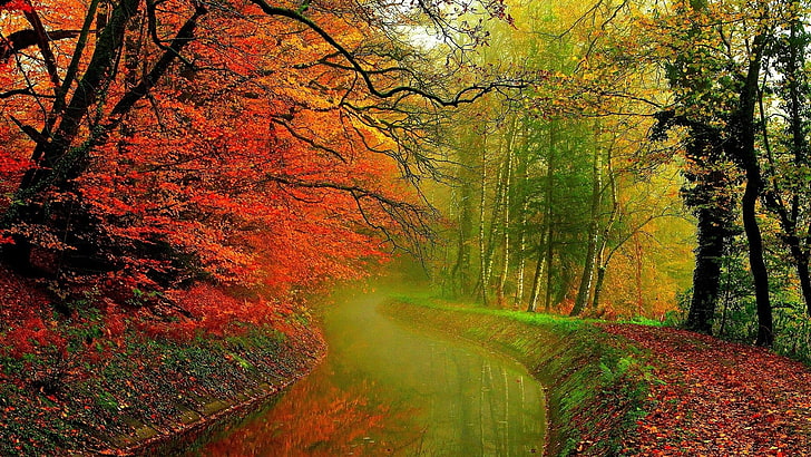 緑とオレンジの葉の木、木に囲まれた水の風景写真、自然、木、森、葉、秋、枝、ミスト、ストリーム、川、反射、 HDデスクトップの壁紙