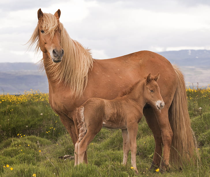 Animal, Horse, Baby Animal, Foal, HD wallpaper