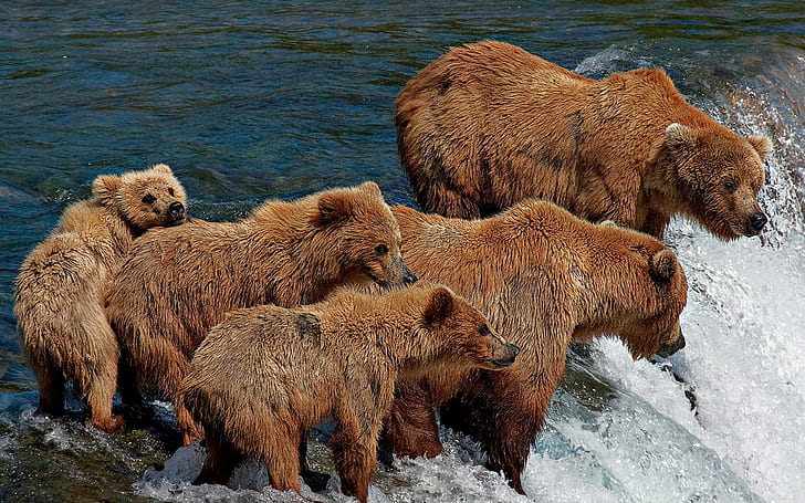 Famiglia dell'orso, orso, acqua, pesca, Sfondo HD