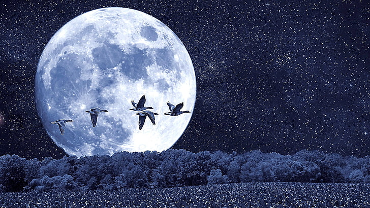 cielo notturno, luna, uccelli, chiaro di luna, notte, luna piena, germani reali, paesaggio fantasy, notte stellata, Sfondo HD
