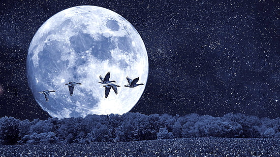 cielo nocturno, luna, pájaros, luz de la luna, noche, luna llena, patos silvestres, paisaje de fantasía, noche estrellada, Fondo de pantalla HD HD wallpaper